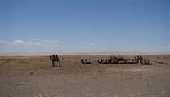 K Mongolsku krom koní neodmysliteln patí i velbloudi, kteí tu ijí voln v...