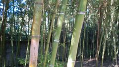 Bambusové háje v Picund.