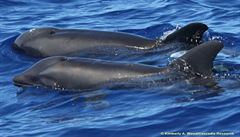 Vdci identifikovali kence velryby a delfna. Dali mu jmno velfn