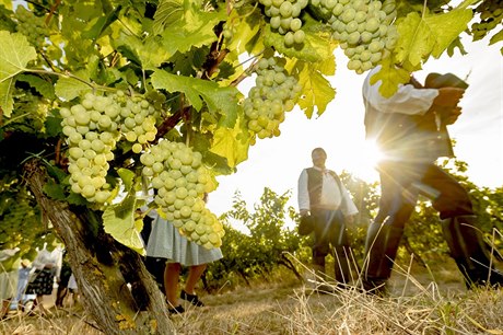 Teplejší klima vinicím pomáhá, sucho ale keřům způsobuje stres, hlásí vinaři