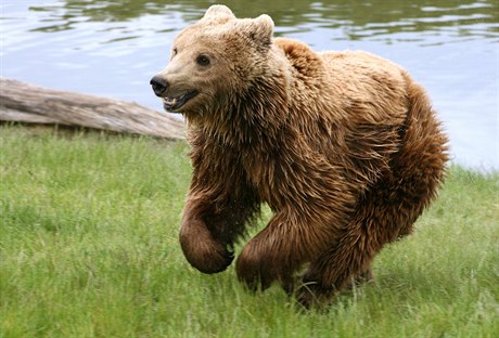 Medvěd hnědý - ilustrační foto.