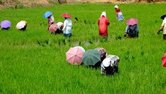 Pstování rýe v Kerale