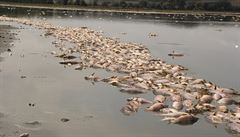 V rybníku Nesyt uhynulo možná až 100 tun ryb, škody jsou podle odhadu milionové