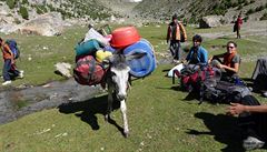 Statený osel v kempu pod horou Nanga Parbat.