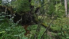 ofínský prales je nejstarí NPR v eské republice a podle správy CHKO Blanský...