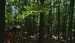 Rezervace ofínský prales, na snímku z 26. srpna 2018 okolí Pivonické skály,...