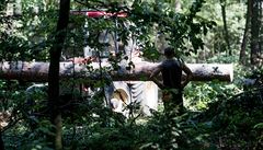 VIDEO: Kolemjdoucího seniora zabil u Sulic padající strom. V lese ho káceli dělníci