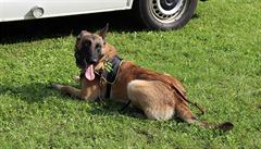 �ty�letý belgický ov�ák Fram.