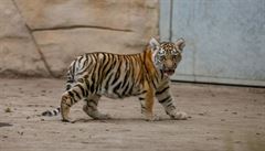 Tygr ussurijský je známý také jako tygr sibiský, korejský nebo severoínský....