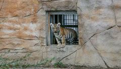 Dosplý tygr váí v zajetí a 400 kilogram a je v kohoutku pes metr vysoký.