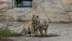 Mláata tygra ussurijského v Zoo Ohrada.