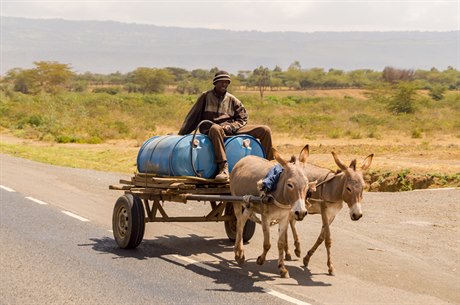 Osli v Nairobi (ilustraní foto)