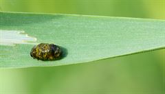 Larvy brouka kohoutka černohlavého (Oulema melanopus) patřícího mezi mandelinky... | na serveru Lidovky.cz | aktuální zprávy