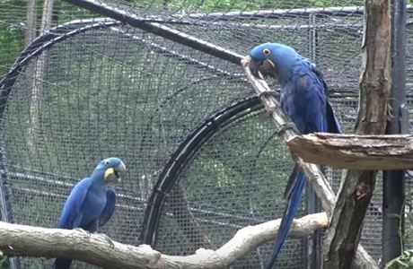 Vzácný papouek ara hyacintový uletl ze zlínské zoo.