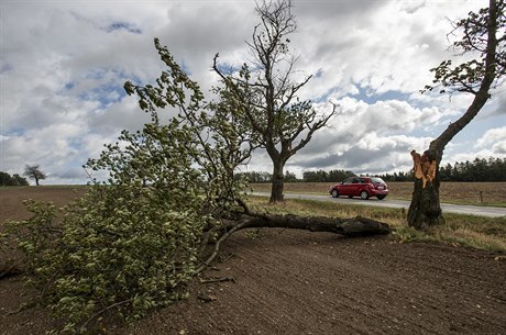 Zlomený strom u silnice poblí obce Bohdaín na Rychnovsku. Práv popadané...