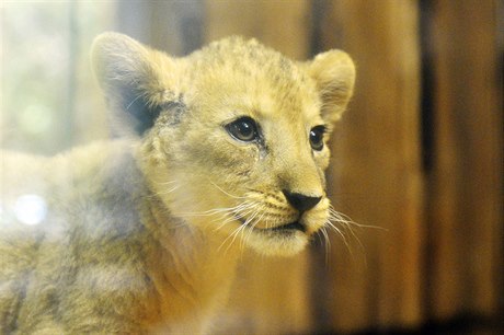 Dvouměsíční samice vzácného lva berberského Luisa.