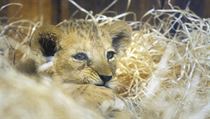 Luisa zatím žije s matkou, odděleně od ostatních lvů.
