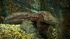 Mexický klášter je posledním útočištěm vodního salamandra