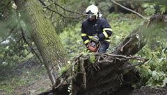 Borovice se zaklínila v korunách ostatních strom a hrozil její pád do silnice.