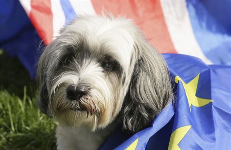 V Londn demonstrovali psi a jejich pnci proti brexitu