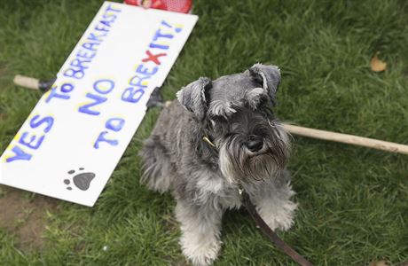 V Londýn demonstrovali psi a jejich páníci proti brexitu