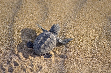 Mládě mořské želvy karety obecné