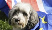 V Londýně demonstrovali psi a jejich páníčci proti brexitu