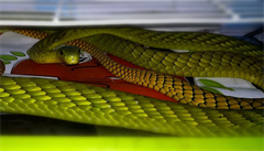 Mluvčí VFN potvrdil uštknutí mambou zelenou, had stále nebyl odchycen