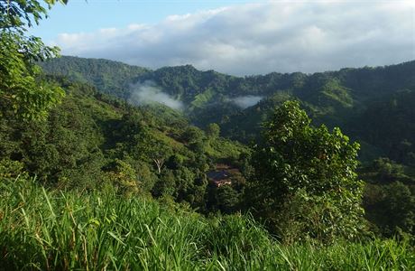 Prales v Kolumbii.  ilustraní snímek
