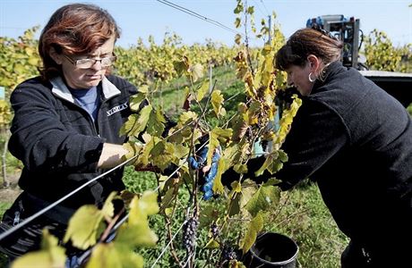 Vinai u sklidili vtinu úrody. Podle prvních odhad bude letos hrozn o...