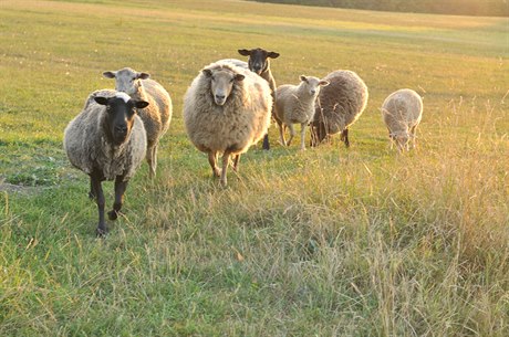 Ovce na pastv