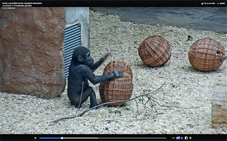 Gorilí mládě Ajabu si hraje s proutěnými koulemi každý den.