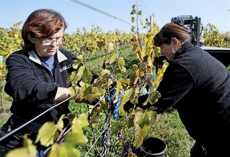 Vinai u sklidili vtinu úrody. Podle prvních odhad bude letos hrozn o...