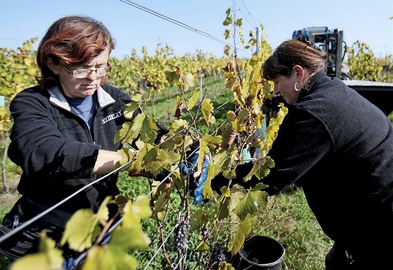 Vina�i u� sklidili v�t�inu úrody. Podle prvních odhad� bude letos hrozn� o...