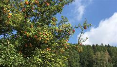 Barvy podzimu a jablon u silnice