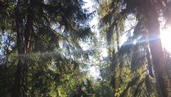 Podzimní procházka lesem (Železné hory) | na serveru Lidovky.cz | aktuální zprávy