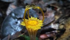 Olomoučtí vědci objevili na Borneu rostlinu s výjimečným vzhledem