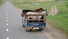 Transport koní