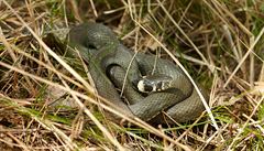 V Kauflandu v Orlov odbornk odchytl hada, byla to uovka