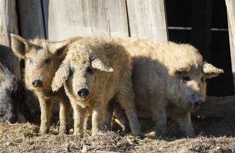 Ve Francii chtj obnovit chov rasy mangalica - maarskho vepe, kter je...