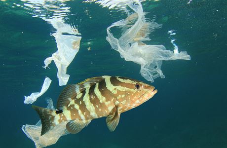 V oceánech kadoron skoní tyi a 12 milion tun plast.