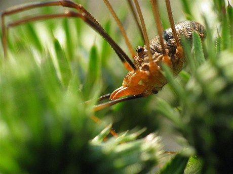 Seká rohatý (Phalangium opilio), jeden z nejrozíenjích druh seká.