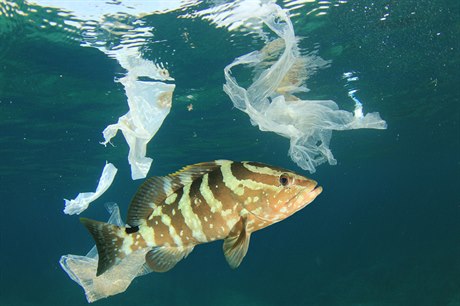 V oceánech kadoron skoní tyi a 12 milion tun plast.