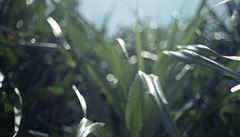 Kristýna Erbenová - Moondust.