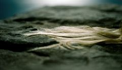 Kristýna Erbenová - Moondust.