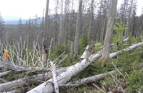 Kůrovec má letos napadnou rekordní množství stromů.