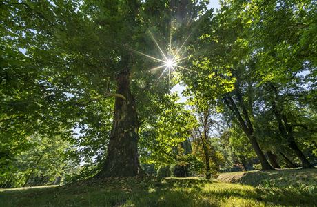 Podle autor studie je vysazování miliard strom zatím nejlevnjím a nejúinnjím eením, jak sníit emise oxidu uhliitého.