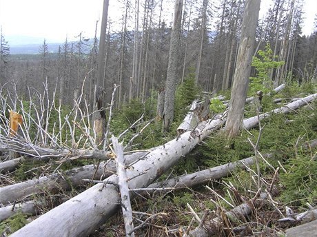 Kůrovec má letos napadnou rekordní množství stromů.
