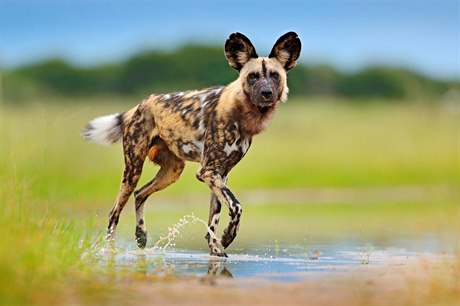 Pes hyenovitý na lovu telete buvola afrického, Moremi Game Reserve, delta eky...