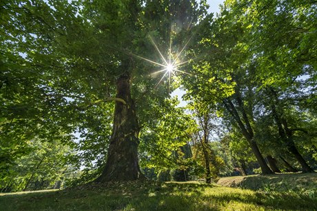 Podle autor studie je vysazování miliard strom zatím nejlevnjím a nejúinnjím eením, jak sníit emise oxidu uhliitého.
